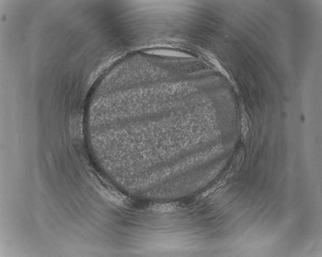 X0000071850299200607290139