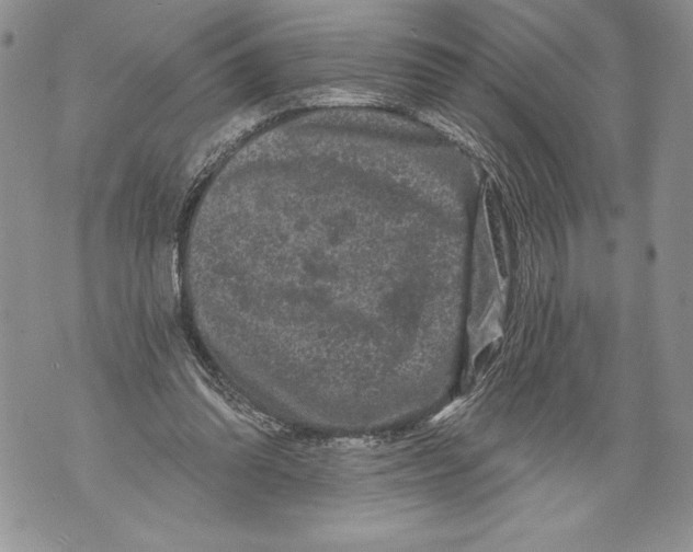 X0000071850302200607290139