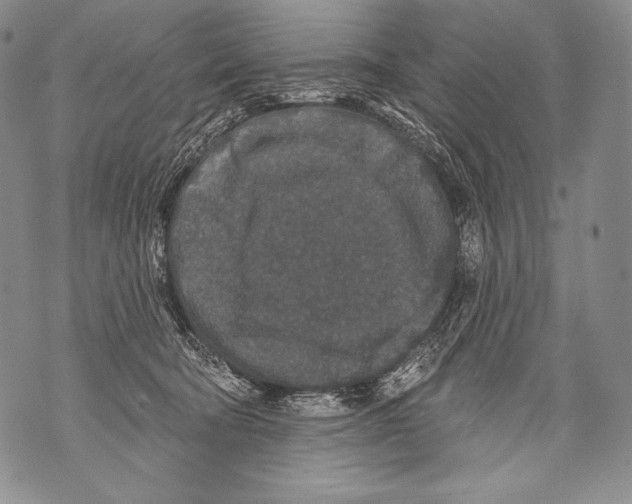 X0000071850322200607290139