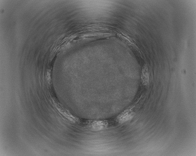 X0000071850330200607290139