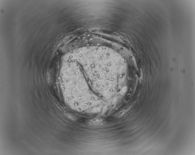 X0000071850335200607290138