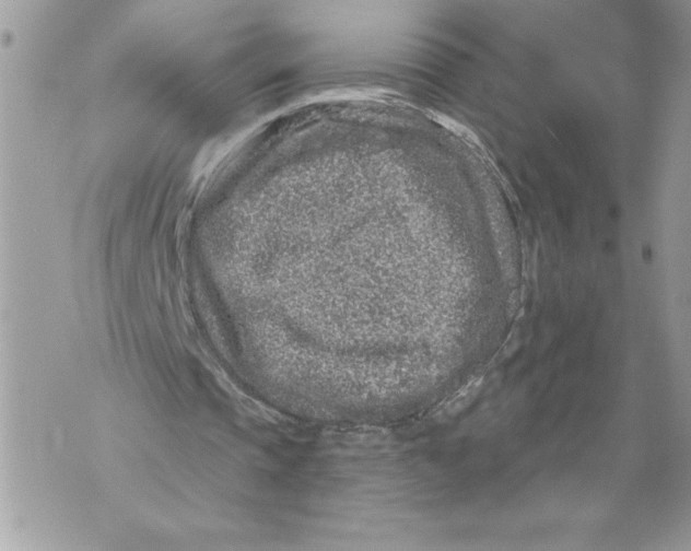 X0000071850337200607290138