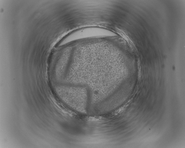 X0000071850346200607290138