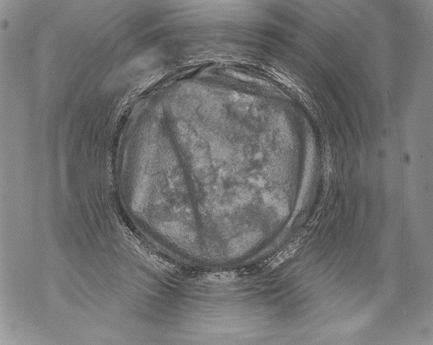 X0000071850353200607290138