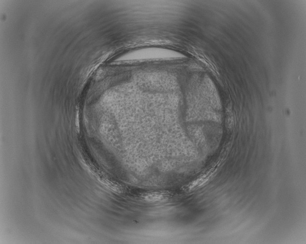 X0000071850358200607290138