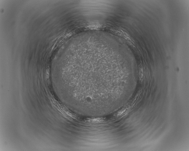 X0000071850365200607290138