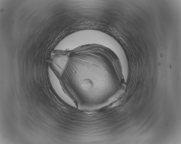 X0000071850382200607290138