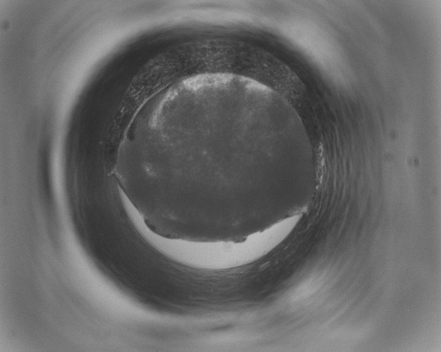 X0000071850383200607290138