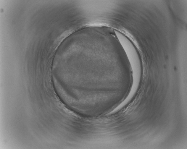 X0000071850385200607290138