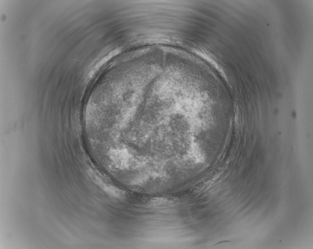 X0000071850390200607290138