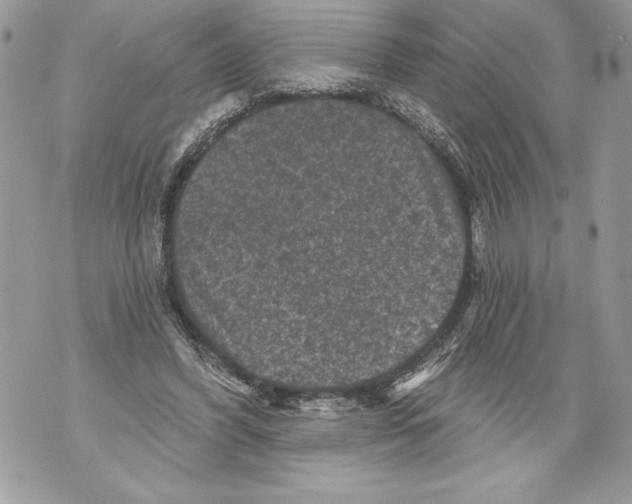 X0000071850396200607290138