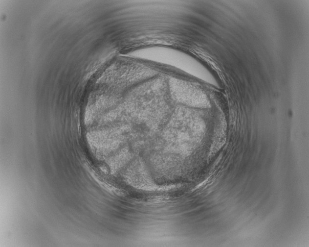 X0000071850398200607290137