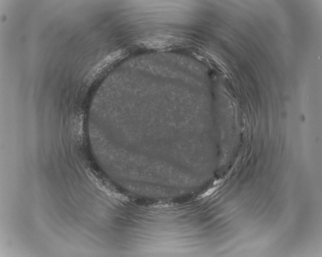 X0000071850404200607290137