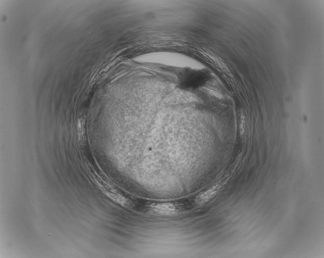 X0000071850409200607290137