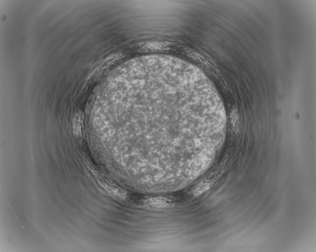 X0000071850423200607290137