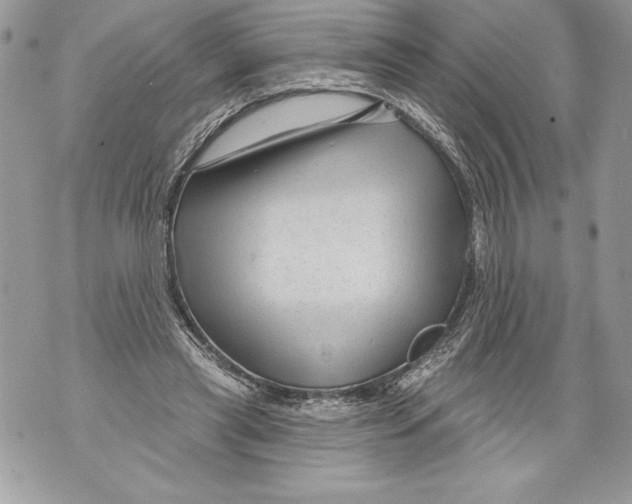 X0000071850445200607290136