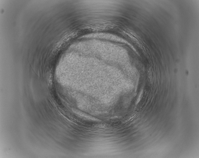 X0000071850499200607290136