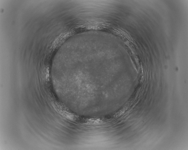 X0000071850502200607290136