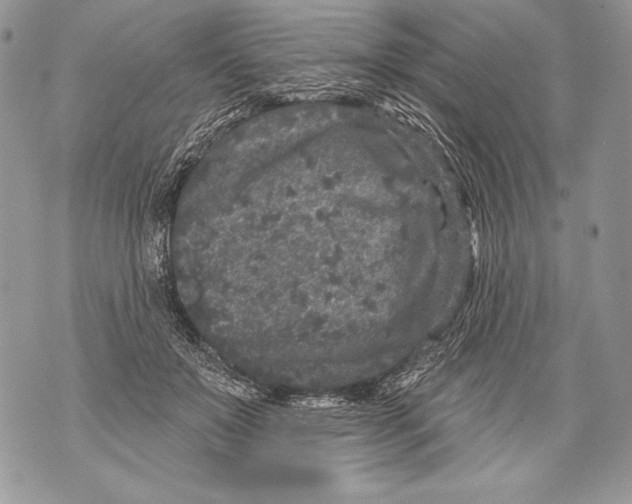 X0000071850503200607290136