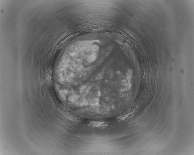 X0000071850507200607290136