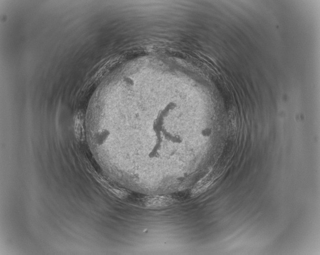 X0000071850527200607290135