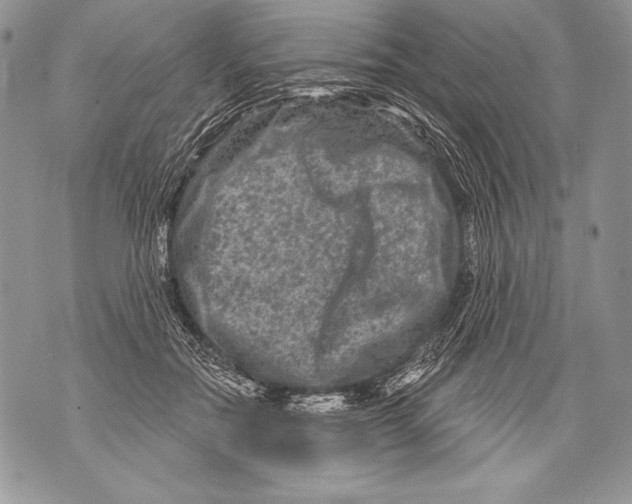 X0000071850554200607290135