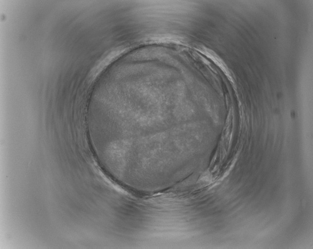 X0000071850577200607290135