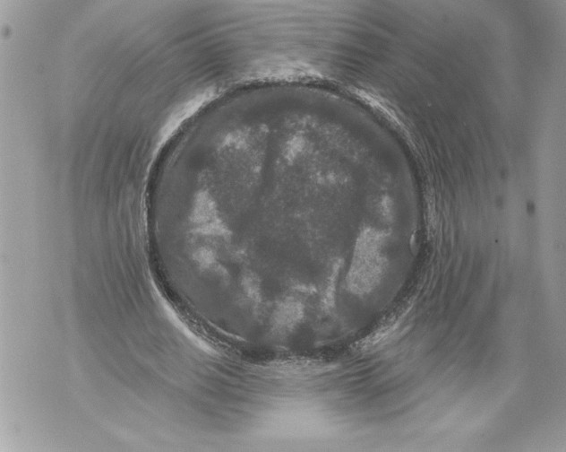 X0000071850630200607290133