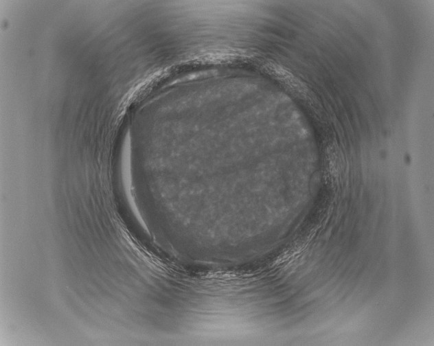 X0000071850640200607290133