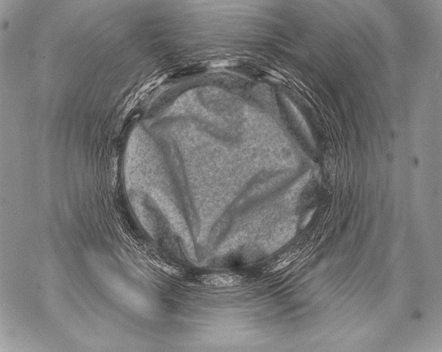 X0000071850652200607290133