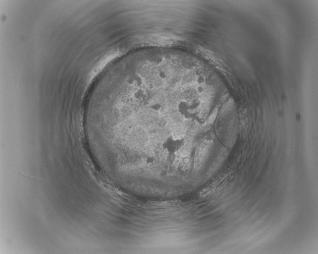 X0000071850679200607290133