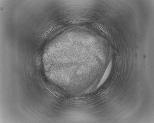 X0000071850691200607290133