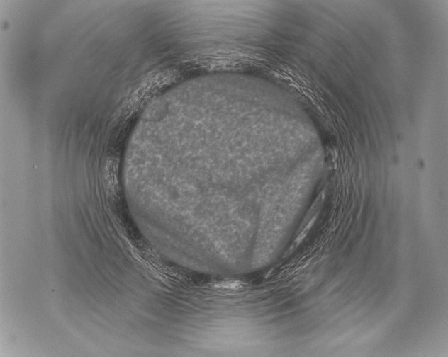 X0000071850695200607290133