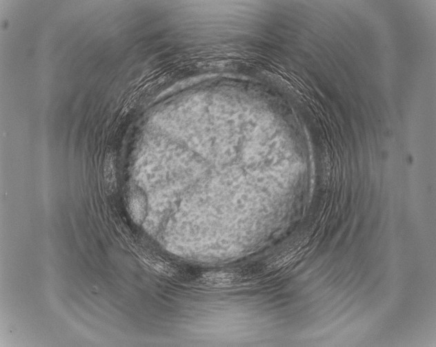 X0000071850699200607290133