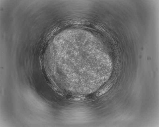 X0000071850720200607290132