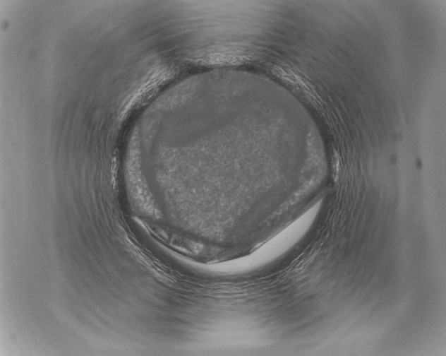 X0000071850735200607290132