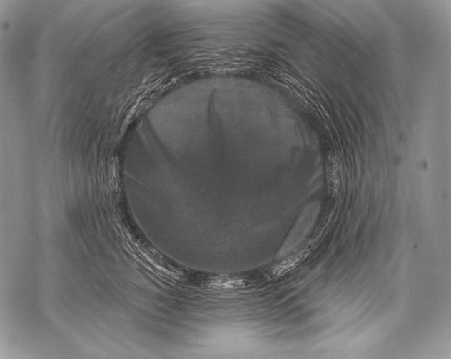 X0000071850760200607290132