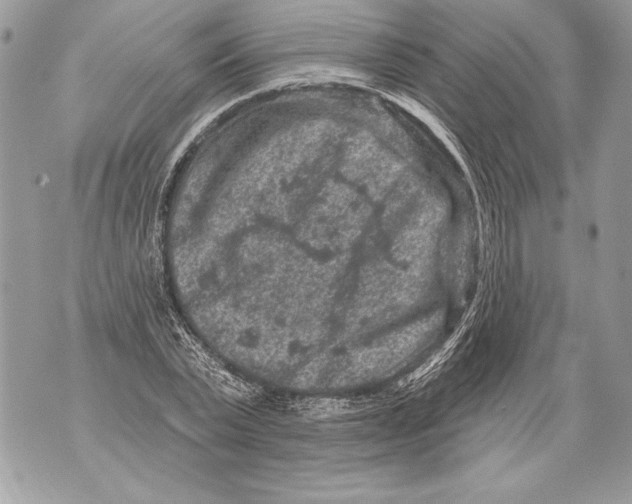 X0000071850783200607290131