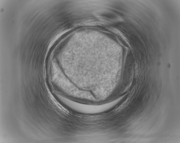 X0000071850795200607290131