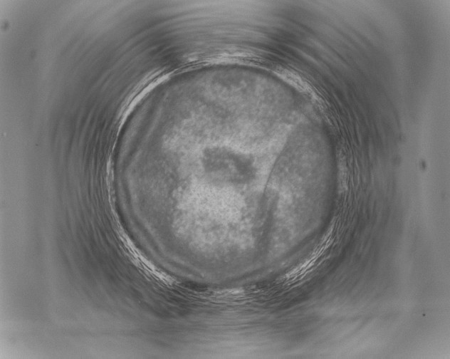 X0000071850798200607290131