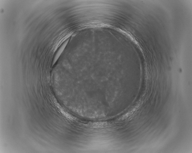 X0000071850889200607290130