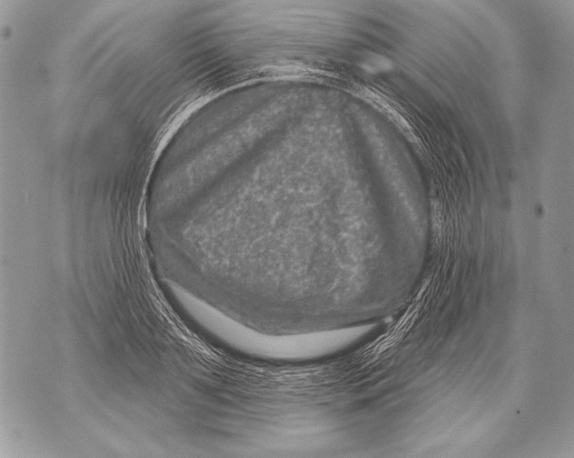 X0000071850891200607290130