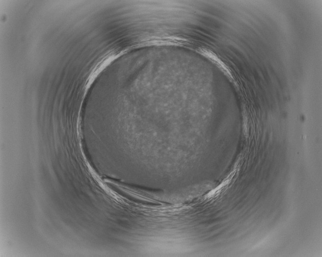 X0000071850893200607290129