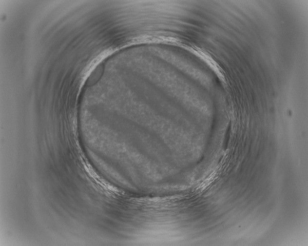 X0000071850896200607290129