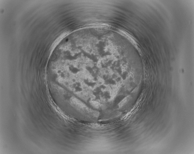 X0000071850907200607290129