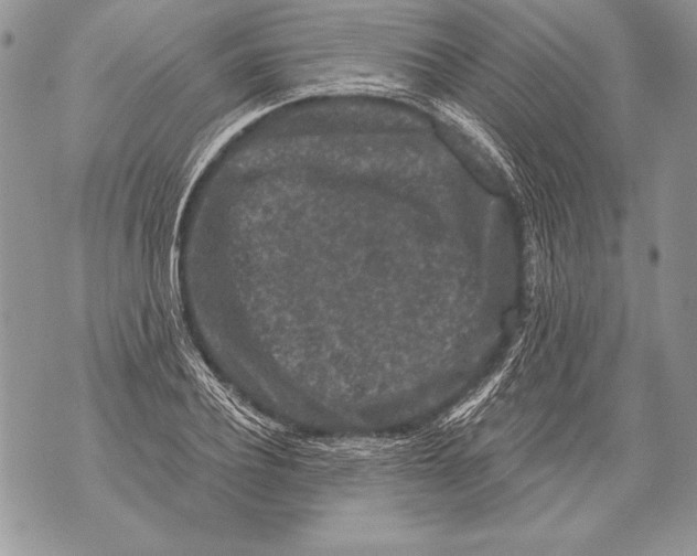 X0000071850932200607290129