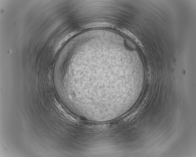 X0000071850937200607290129