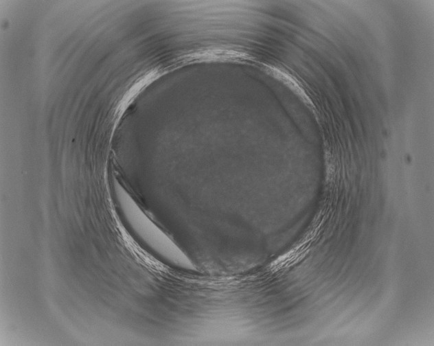 X0000071850946200607290129