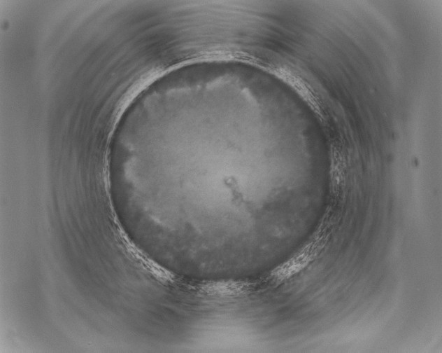 X0000071850950200607290129