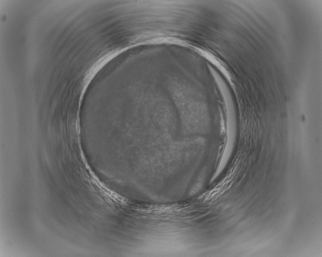 X0000071850951200607290129